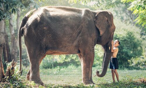 Chiang Mai Elephant Sanctuary